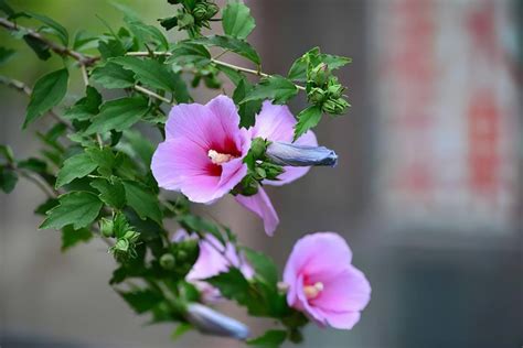 木槿花风水